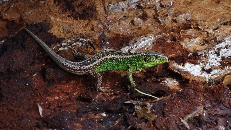 Lézard des souches (par Oxalis SCOP)