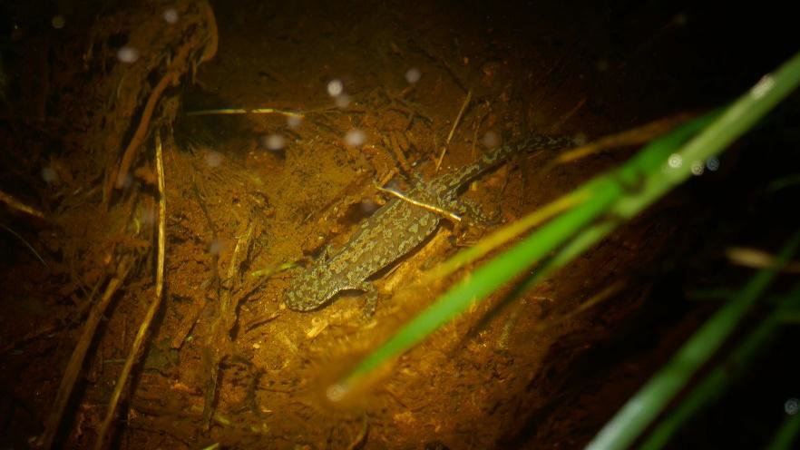 Triton alpestre (par Oxalis SCOP)